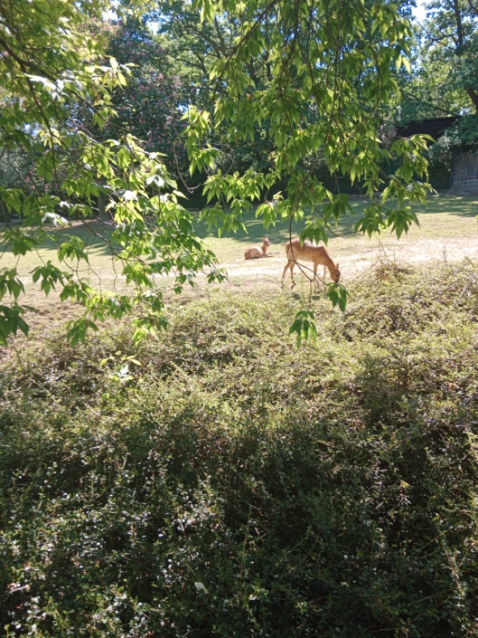 ZOO Praha